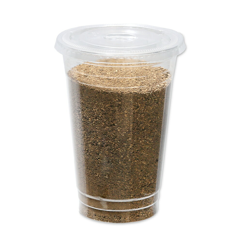 アリジゴク飼育セット　関東当日便