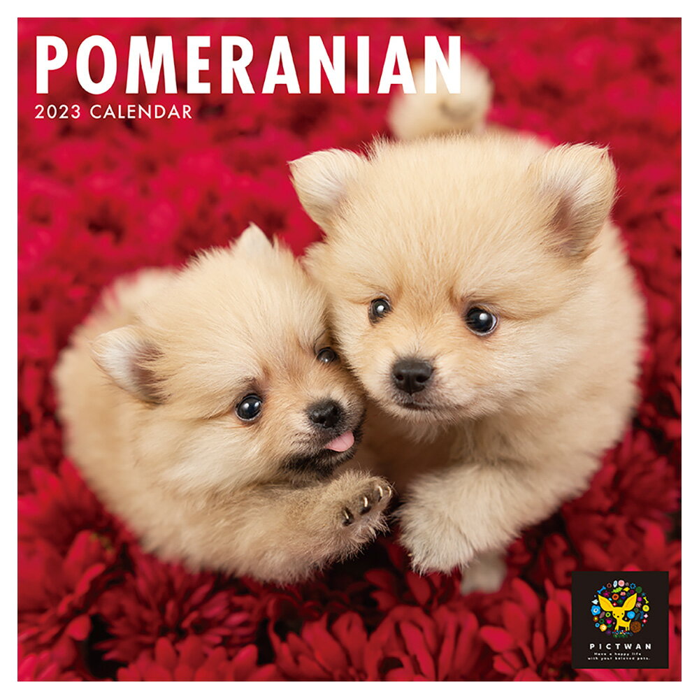 壁掛けカレンダー PICTWAN 2023年 ポメラニアン カレンダー 犬
