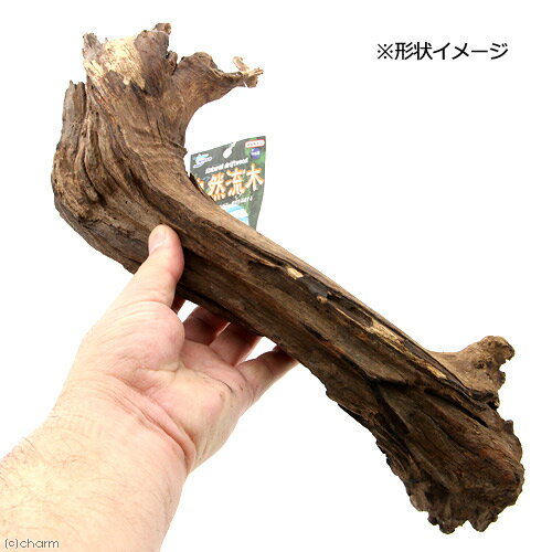 楽天市場 形状お任せ 自然流木 特大 約30 50cm 1本 お一人様1点限り 関東当日便 Charm 楽天市場店 みんなのレビュー 口コミ