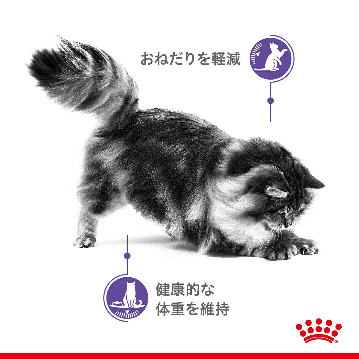 ロイヤルカナン 猫 ウェット おねだりの多い成...の紹介画像3
