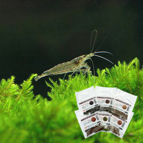 (エビ)ヤマトヌマエビ 国産(20匹)エビのエサおまけつき 本州四国限定