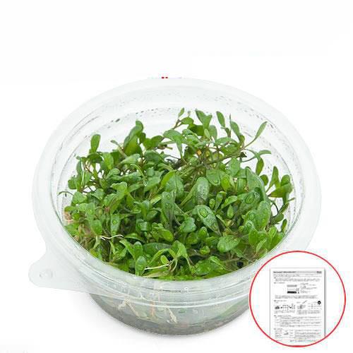 (水草)初心者向け説明書付 グロッソスティグマ(水上葉)プリンカップ(無農薬)(1個) 北海道・九州航空便要保温