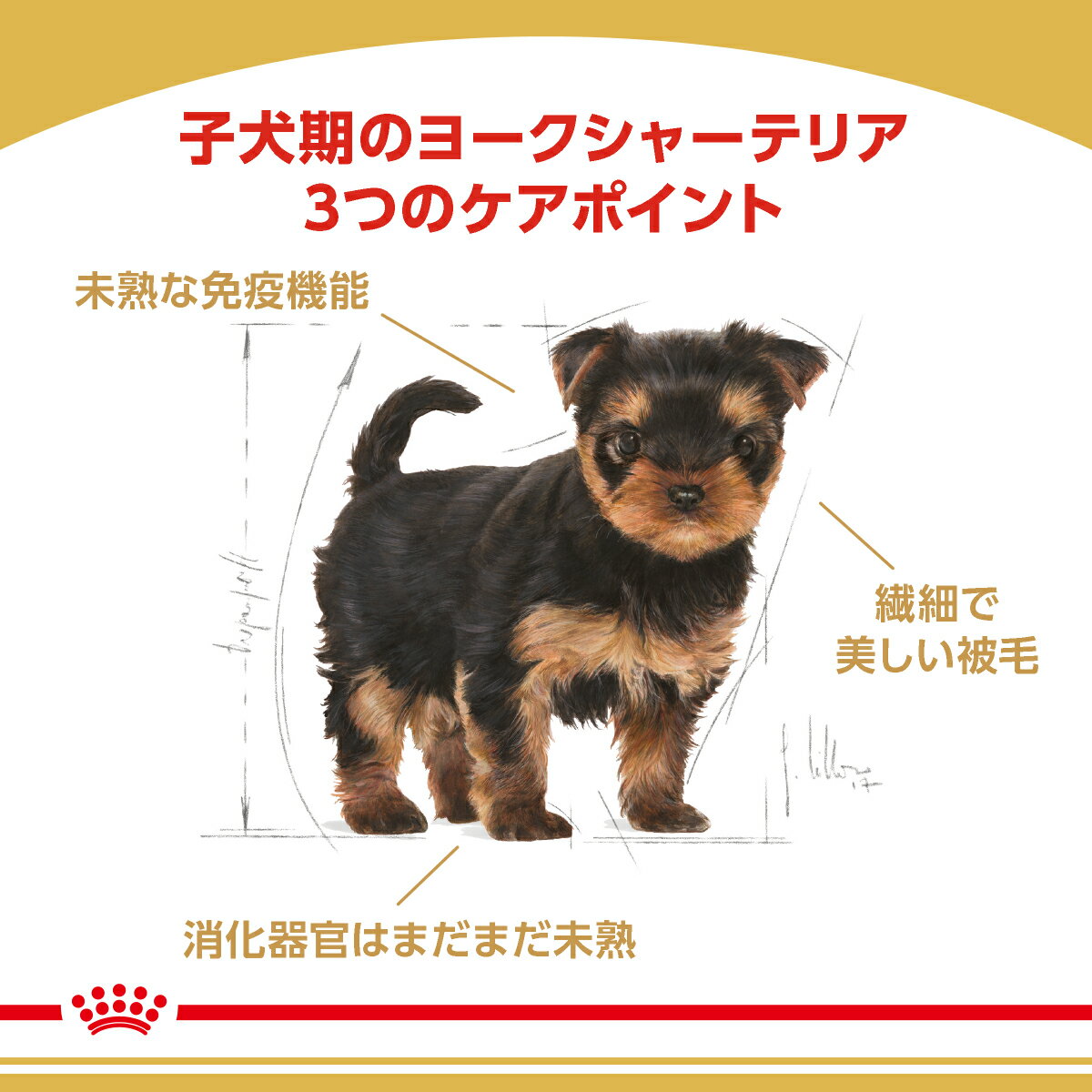 【送料無料】ロイヤルカナン　生後10カ月齢までの子犬　ウェット3袋＋ヨークシャー...