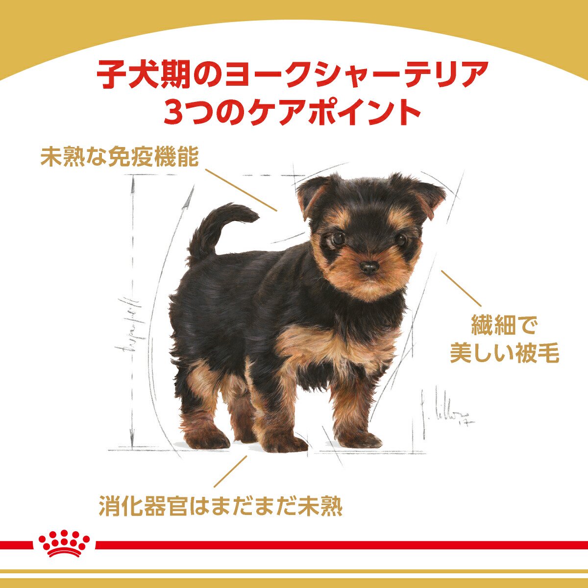 【送料無料】ロイヤルカナン　生後10カ月齢までの子犬　ウェット3袋＋ヨークシャー...