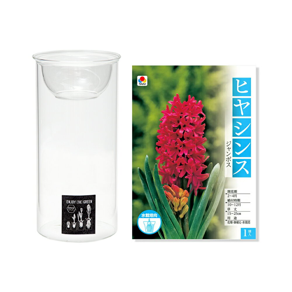 （観葉植物）ヒヤシンス水耕栽培セット　ジャンボス　1球　MINI　BULB　VASE　水耕栽培ガラスベース【HLS_DU】