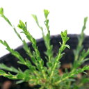 (観葉植物)ハーブ モスキートブロッカー 3.5~4号(3ポット) 家庭菜園 虫除け植物