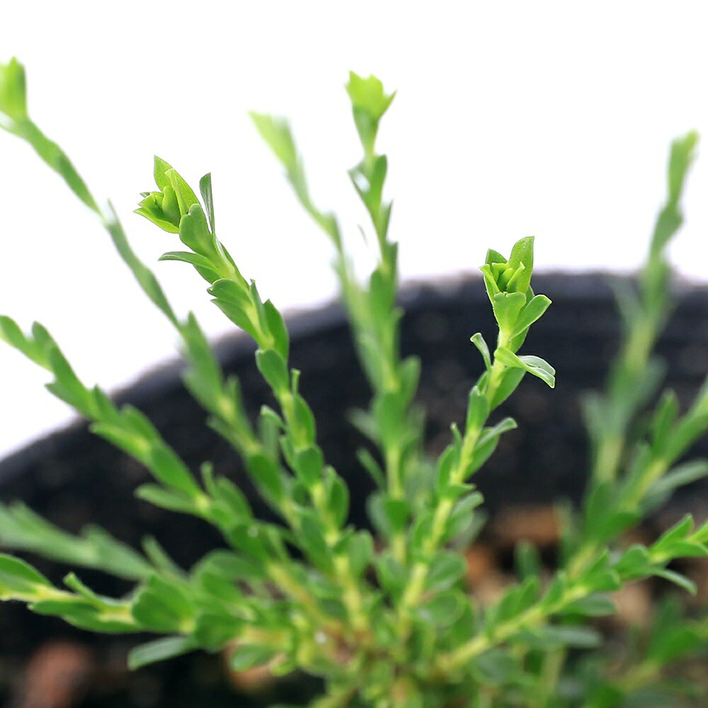 （観葉植物）ハーブ　モスキートブロッカー　3．5～4号（5鉢）　家庭菜園　虫除け植物【HLS_DU】
