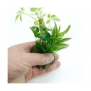 (観葉植物)ミニ観葉 おまかせオアシス苗(10苗)