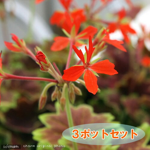 （観葉植物）ゼラニウム　モミジバゼラニウム　3．5号（3ポットセット）