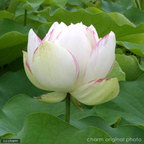 �ʥӥ��ȡ��ס˥ϥ�����ˤȿ�ϡȭ���åȡ�ŷ����ϡ�ʥƥ󥸥��ޥ���ϥ��ˡ��鿴�Ԥ�������