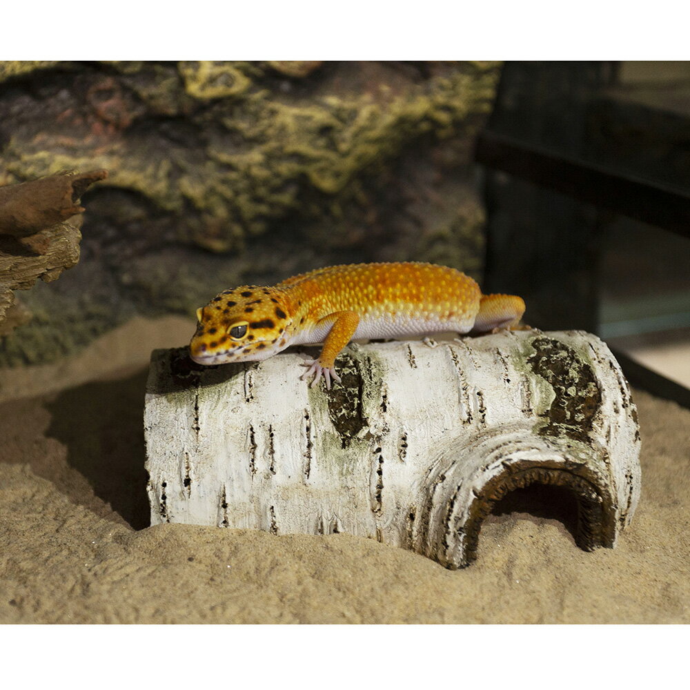 三晃商会 REPTIZOO ポプラハイドケーヴ...の紹介画像2
