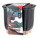 聖新陶芸 The BONSAI 栽培セット 黒松 盆栽 和風 ギフト 関東当日便