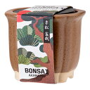聖新陶芸 The BONSAI 栽培セット 赤松 盆栽 和風 ギフト 関東当日便