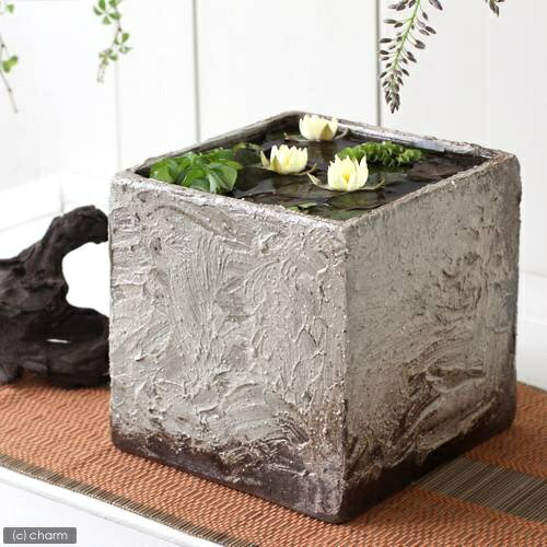 �ʥӥ��ȡ��סˡʿ����ɱ��ϡ�ʥҥ᥹�����ˡʲ��ˡ��׻Ҿơ�ɱ��ϡȭ�ʥҥ᥹�����ȭ�˥��åȡʳѡ�������ˡ��������ա��ܽ����͹����