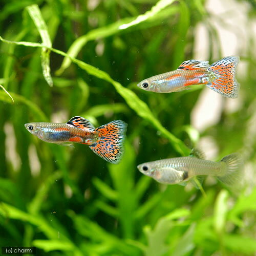 熱帯魚・エビ他 グッピー