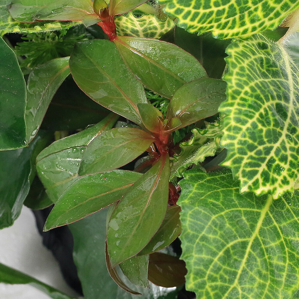 �ʿ����ή�ڡ������ܥ󥵥���Ver�����ꥹ�ޥ����顼��S�������ʿ���աˡ�1�ܡˡ���15cm��