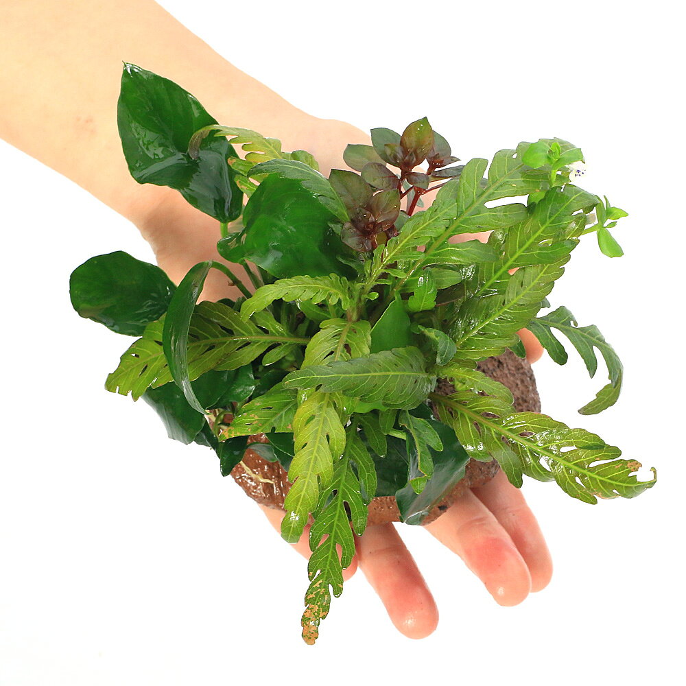 （水草）クリスマスカラー寄せ植え　穴あき溶岩石付（水上葉）（無農薬）（1個）