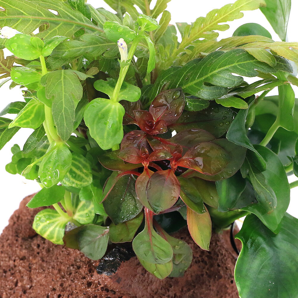 （水草）クリスマスカラー寄せ植え　穴あき溶岩石付（水上葉）（無農薬）（1個）