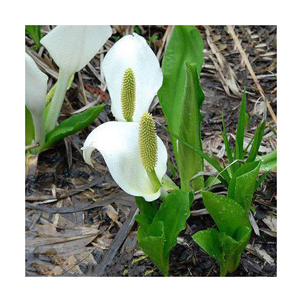 （ビオトープ）水辺植物　ミズバショウ（水芭蕉）4～4．5号（1ポット）湿生植物