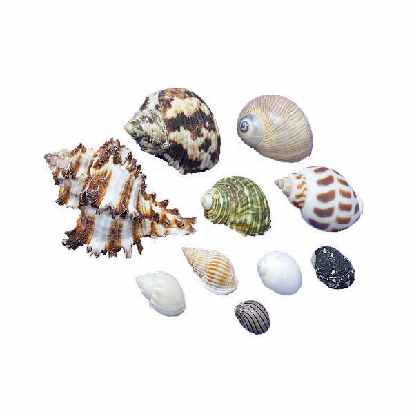 貝殻 やどかりの貝殻 ミックスサイズ おまかせ（殻口3~40mmミックス）（10個）（形状おまかせ）