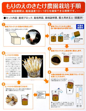 （観葉植物）きのこ栽培キット　もりのきのこ農園　〜仲良ししいたけとえのきたけセット〜　家庭菜園　北海道冬期発送不可