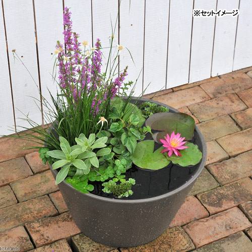 �ʥӥ��ȡ��סˡʤ�����˿�ϡ���åȡʿ�ϡ���ܥ������ϡȭ���졼��̵���̥�����ߥå������⤭��¾��1���åȥ��ꥸ�ʥ롡�ܽ��͹����