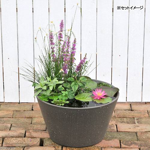 睡蓮セット1セットオリジナル本州四国限定