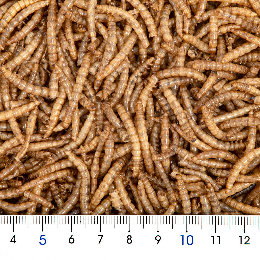 アラタ　乾燥ミルワーム　小動物用　100g　ハムスター　モモンガ　ハリネズミ　お...