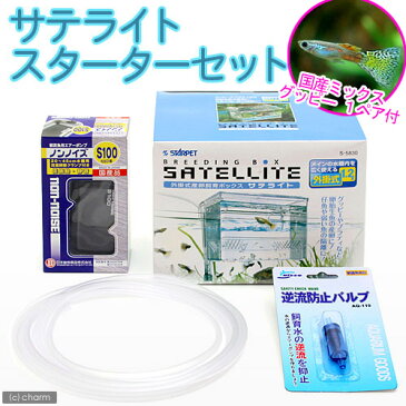 （熱帯魚）外掛式産卵飼育ボックス　サテライト　スターターセット　国産ミックスグッピー　1ペア　付　本州四国限定