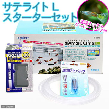 (熱帯魚)外掛式産卵飼育ボックス サテライトL スターターセット 国産ミックスグッピー 1ペア 付 本州四国限定