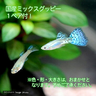 (熱帯魚)外掛式産卵飼育ボックス サテライトL スターターセット 国産ミックスグッピー 1ペア 付 本州四国限定