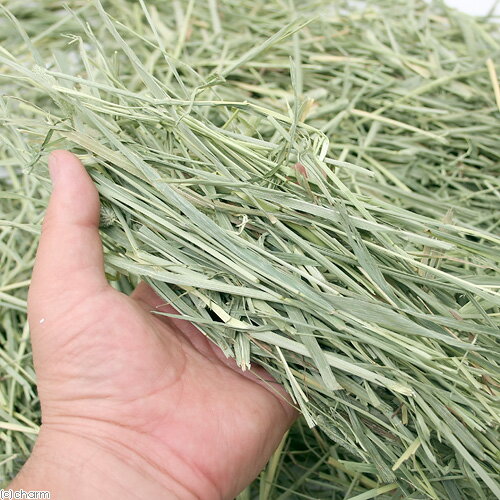 30年産新刈　スーパープレミアムホースチモシー　ショート　600g＋アペックス　ペットのみず　500ml　お一人様10点限り　関東当日便