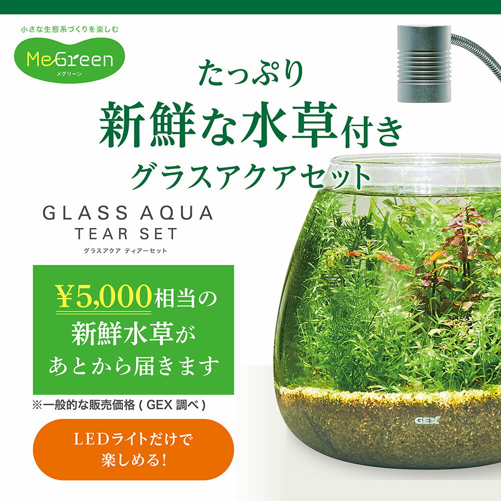GEX　水槽セット　MeGreen　新鮮な水草付き　グラスティアーセット　小型水槽　関東当日便 2