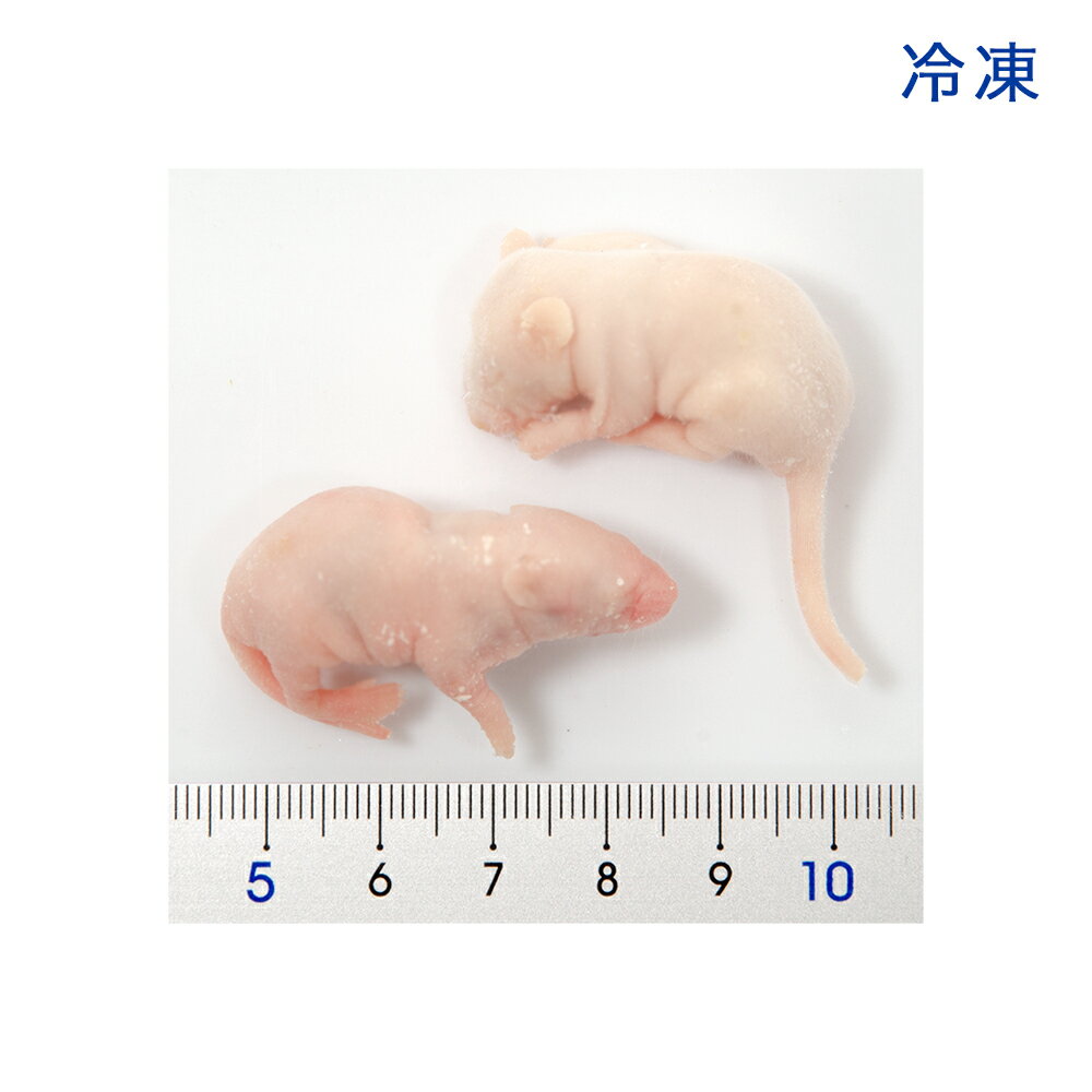 冷凍★SPFマウス ピンクマウスL(10匹)(...の紹介画像2