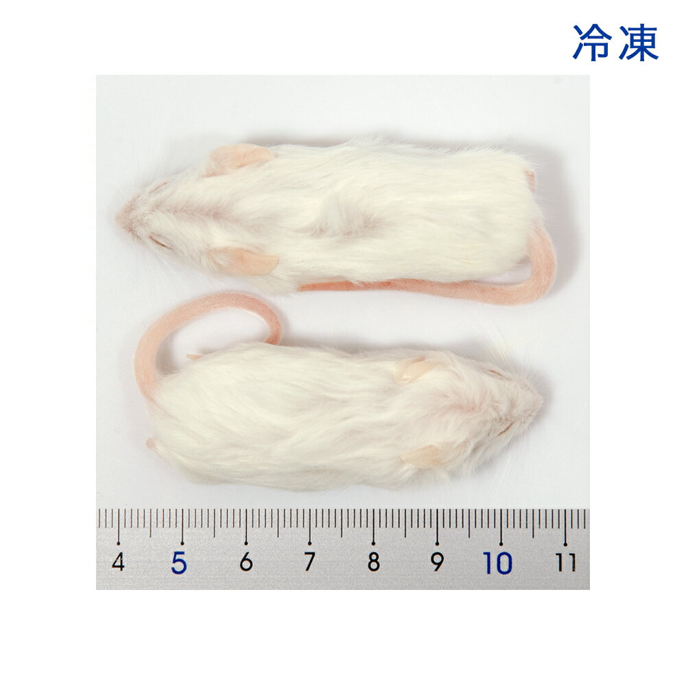 冷凍★SPFマウス ホッパーSマウス(10匹)...の紹介画像2