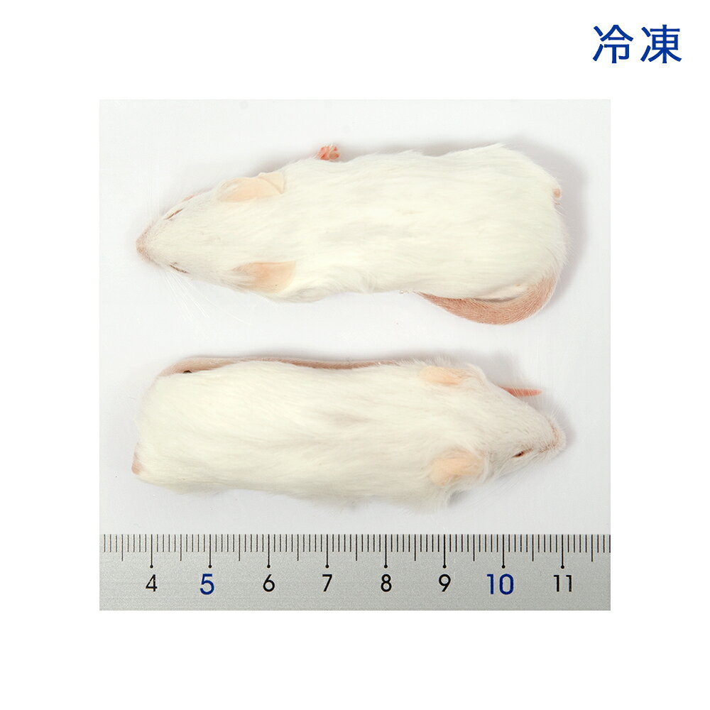 冷凍★SPFマウス　ホッパーMマウス（10匹）（約7cm・14〜16g）　冷凍マウス　高品質...