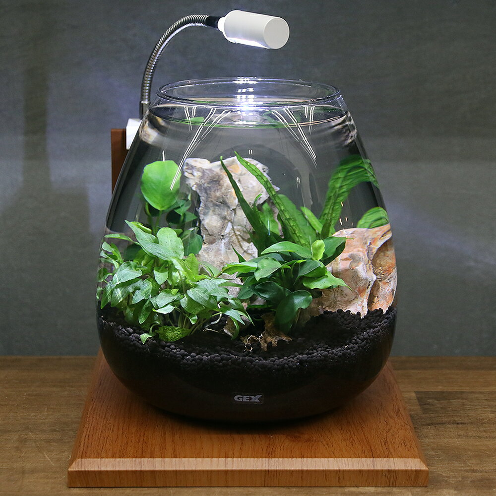 （水草）GEX　グラスアクア　ティアー　N　水草レイアウトセット　グラスベース　メープル200　本州 ...