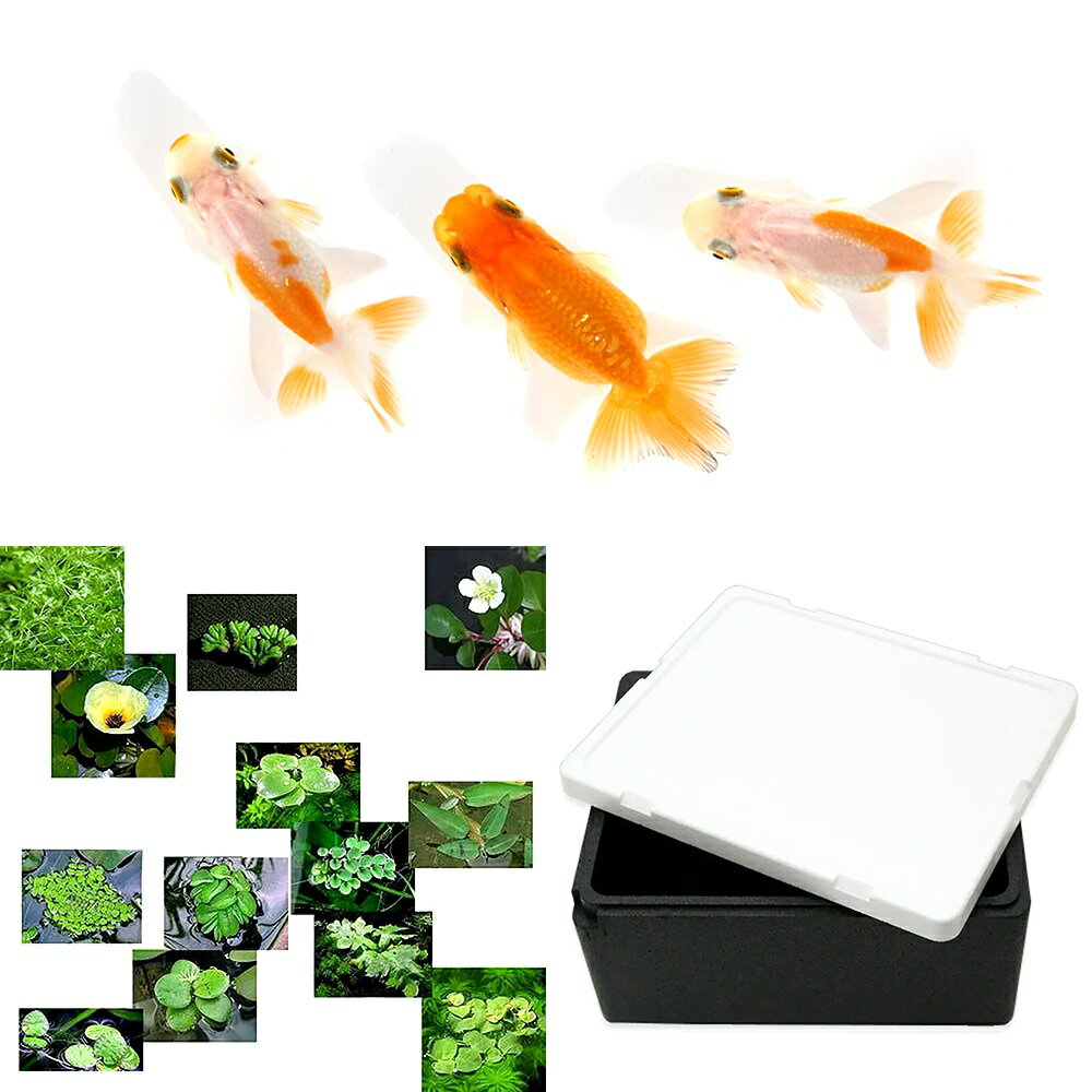（金魚）らんちゅう飼育セット黒発泡付き 協会系らんちゅう 4～7cm（1匹）