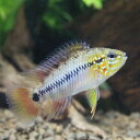 (熱帯魚)アピストグラマsp.キーメンフレック(1ペア) 北海道航空便要保温 沖縄別途送料