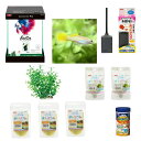 (熱帯魚)飼育セット グッピーセット guy~雷~ フィルター無 おまけ付 本州四国限定