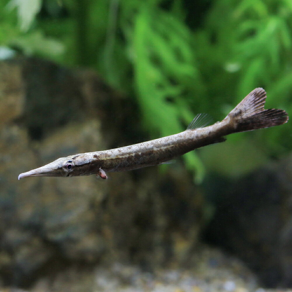 （熱帯魚）ビクーダパイク・カラシン（1匹）　北海道・九州航空便要保温
