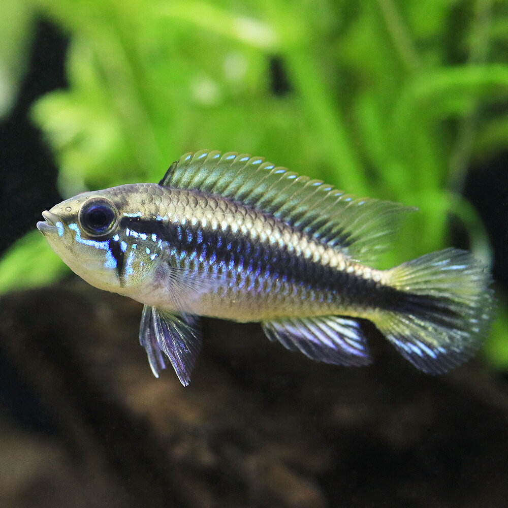 （熱帯魚）アピストグラマ・アガシジィ（東南ブリード）（1ペア）　北海道・九州航空便要保温