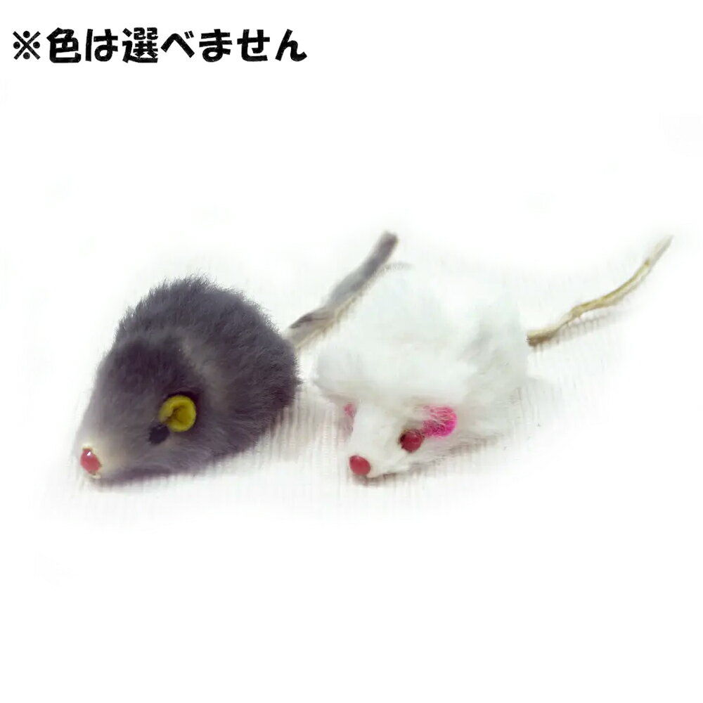 ����ƥ����ޥ󡡤����ǭ���ƥͥ��ߡ�1ɤ������������