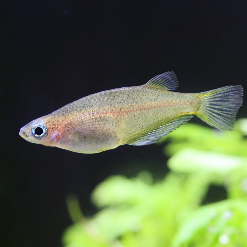 （熱帯魚）オリジアス・プロフンディコラ(東南ブリード)（3匹）　北海道・九州航空便要保温