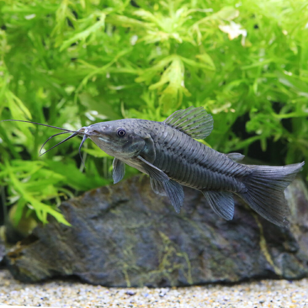 （熱帯魚）ブラック・ホプロ（1匹）　北海道・九州航空便要保温