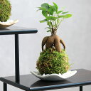 (観葉植物)苔玉皿付き!苔玉 ガジュマル(1個) 益子焼 白マット 精霊が住む幸福の木