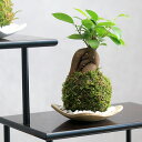 (観葉植物)苔玉皿付き!苔玉 ガジュマル(1個) 益子焼 還元 精霊が住む幸福の木