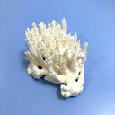 一点物 かざりサンゴ ミドリイシ 313177 関東当日便