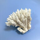一点物 かざりサンゴ ミドリイシ 313179 関東当日便