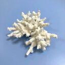 一点物 かざりサンゴ ミドリイシ 313181 関東当日便